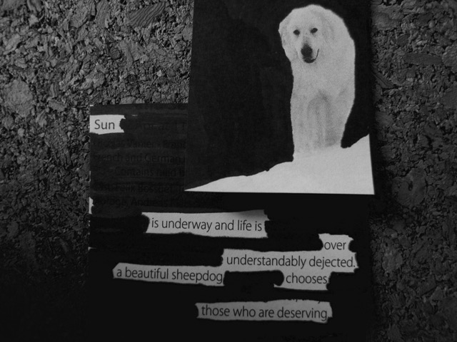 white dog collage poem