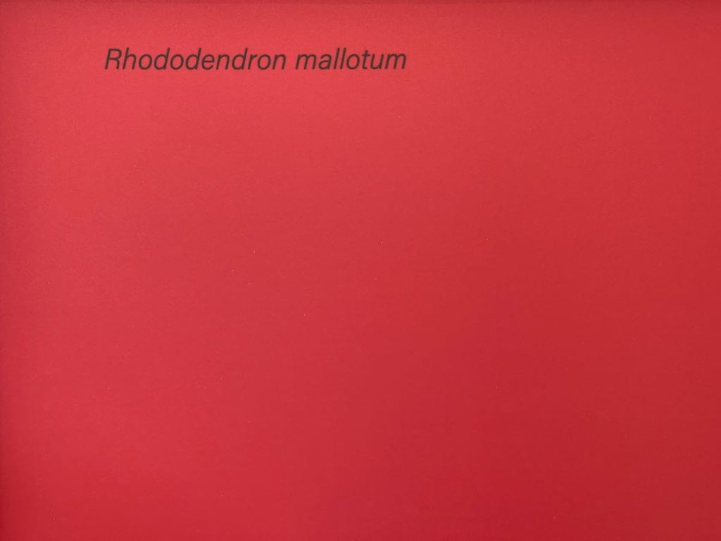 crimson scarlet colour chart sample of the flowers of Rhododendron mallotum 